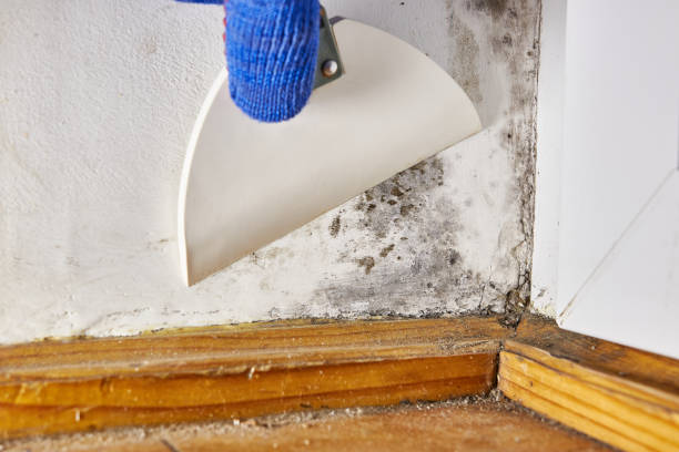 Best HVAC Mold Inspection and Cleaning  in Wapakoneta, OH