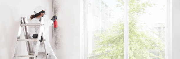 Best Water Damage & Mold Remediation  in Wapakoneta, OH